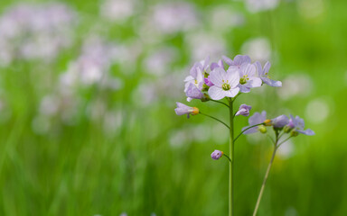 Beautiful close-up of cardamine pratensis