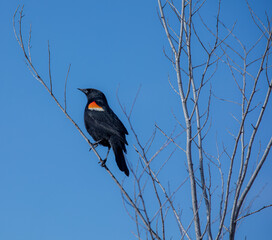 Red-winged Blackbird
