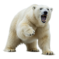 white polar bear