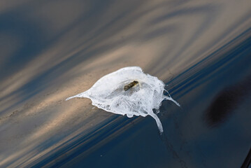 Bird excrement on car paint closeup. Bird droppings eats through car’s paint, revealing corrosion...