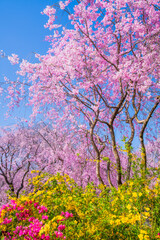 Naklejka premium 京都 原谷苑の桜