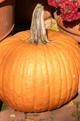 Fall pumpkin, orange gord