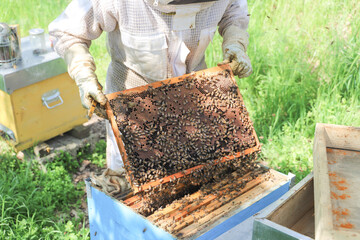 bees - The beekeeper is removing the honeycomb frame from the hive to check the situation....
