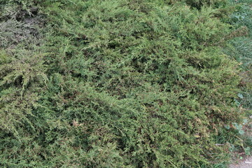 Obraz premium a beautiful combination of nature and moss