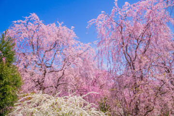 京都　原谷苑の桜