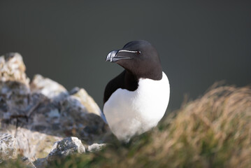 Portrait of a Razorbill perched on a sea cliff