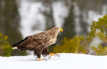 White-tailed sea eagle walking on snow in winter