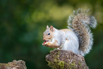 Grey squirrel eating nut on a mossy tree stump