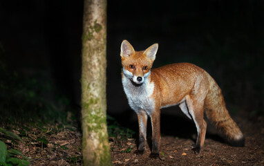 Portrait of a cute red fox standing in a forest at night