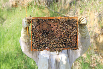 bees - The beekeeper is removing the honeycomb frame from the hive to check the situation....