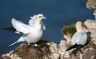 Pair of Northern gannets nesting on cliff