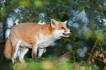 Portrait of a cute red fox standing on a tree stump in a forest