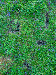 Eingänge in einen Wühlmäusebau