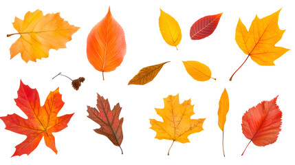 Vibrant Autumn Leaves Collection on Transparent Background