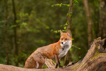 Red fox standing on a fallen tree in a forest