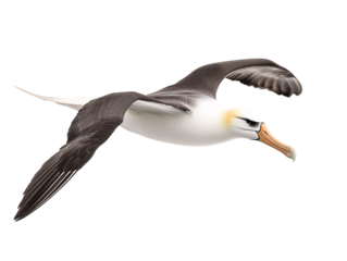 a bird flying in the sky