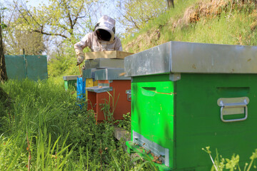 bees - The beekeeper is removing the honeycomb frame from the hive to check the situation....