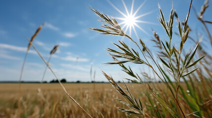 Fototapeta premium Close Up View Of Wheat Field With A Sun Starburst And Blue Sky Background