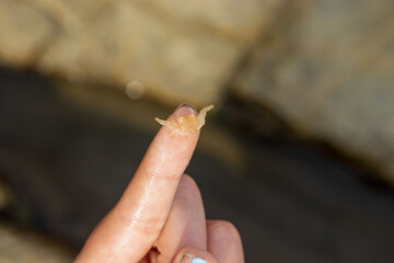 Small crab on a finger 