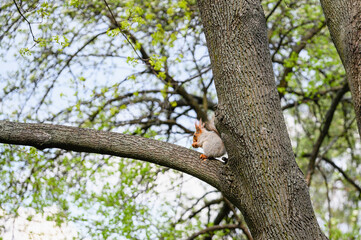 Squirrel sitting on tree branch in spring forest.