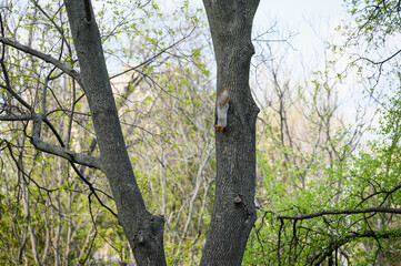 Squirrel climbing down tree trunk in spring forest.
