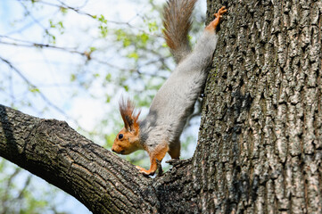 Squirrel climbing down tree trunk in spring forest.