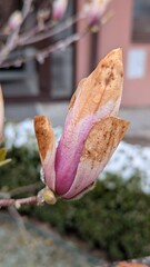  Close-up of a magnolia flower bud damaged by frost during early spring. The brown and wilted petals highlight the effects of sudden cold weather on delicate blossoms. A symbolic image of climate chan
