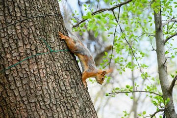 Squirrel climbing down tree and reaching for branch.