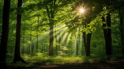 Obraz premium leaves sun burst