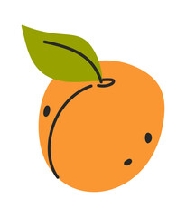 Whole hand drawn apricot fruit