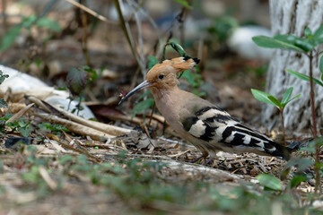Common hoopoe (Eurasian hoopoe) on the ground
