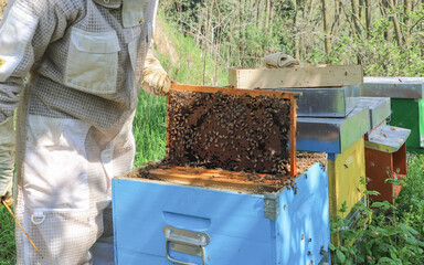 bees - The beekeeper is removing the honeycomb frame from the hive to check the situation....