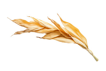 a close up of a plant