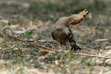 Common hoopoe (Eurasian hoopoe) on the ground