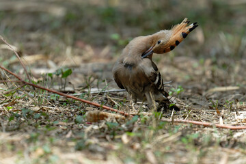Common hoopoe (Eurasian hoopoe) on the ground