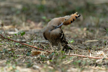 Common hoopoe (Eurasian hoopoe) on the ground