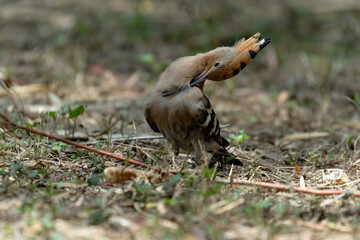 Common hoopoe (Eurasian hoopoe) on the ground