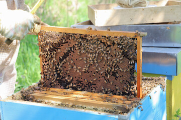 bees - The beekeeper is removing the honeycomb frame from the hive to check the situation....