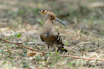 Common hoopoe (Eurasian hoopoe) on the ground
