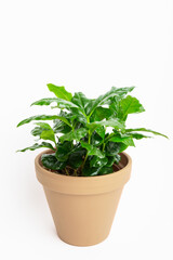 Fototapeta premium Young green coffee arabica plant growing on beige natural clay pot. Isolated on white.