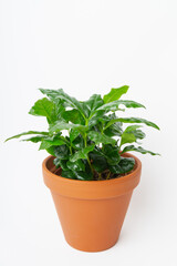 Young green coffee robusta plant growing on terracotta orange color natural clay pot. Isolated on white.
