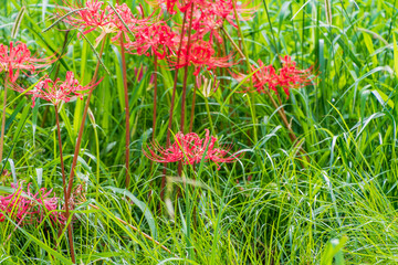 緑の草原に咲く彼岸花