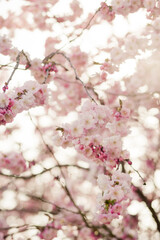 Fototapeta premium Kirschblüten im Gegenlicht des Frühlings