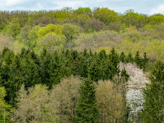 Mischwald im Frühjahr