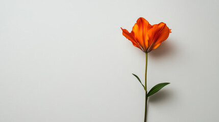 Obraz premium Stem of an orange lily in bloom positioned on a clean white background