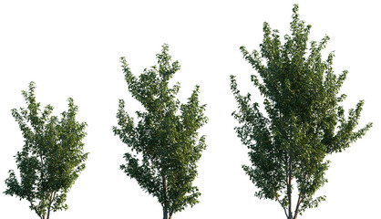 Set of Pithecellobium dulce (commonly known as Manila tamarind, Madras thorn, monkeypod tree or camachile) frontal street trees isolated png on a transparent background perfectly cutout