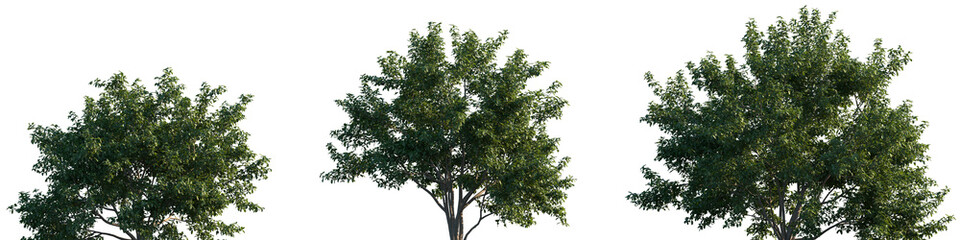 Set of Pithecellobium dulce (commonly known as Manila tamarind, Madras thorn, monkeypod tree or camachile) frontal street trees isolated png on a transparent background perfectly cutout