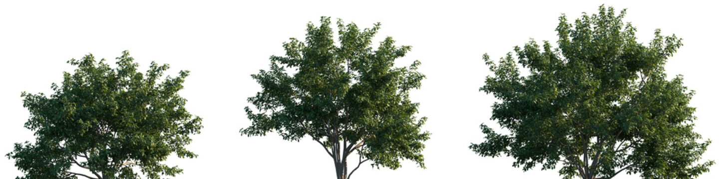 Set of Pithecellobium dulce (commonly known as Manila tamarind, Madras thorn, monkeypod tree or camachile) frontal street trees isolated png on a transparent background perfectly cutout