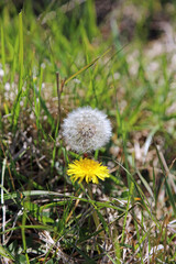 Closeup of a Dandelion flower and a Dandelion clock, Derbyshire England
