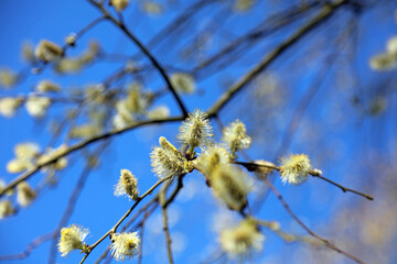 Macro image of a cluster of Goat Willow flowers, Derbyshire England © Judith